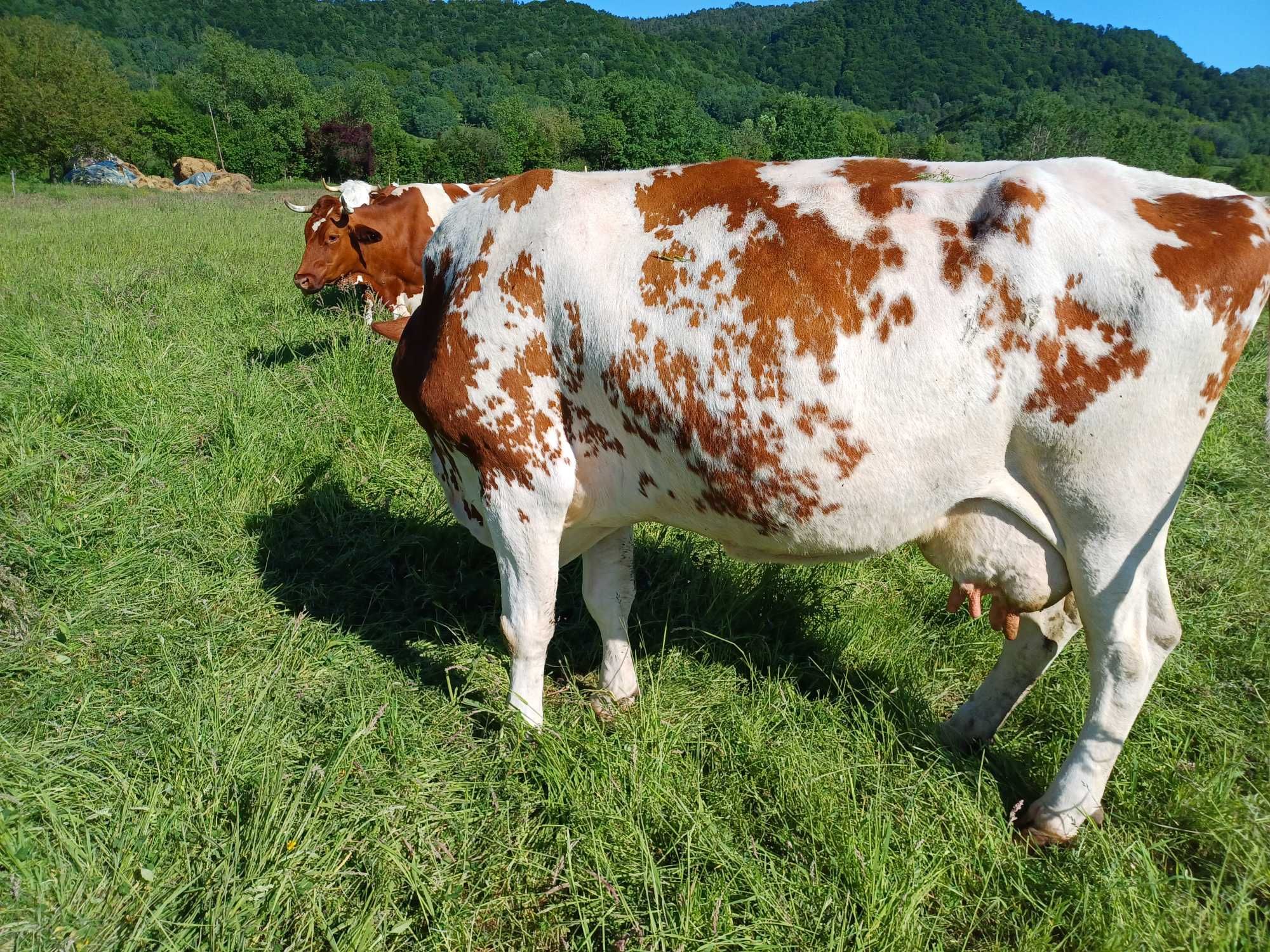 Vaca BR inscrisa in COP