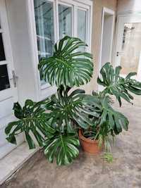 Vand Philodendron