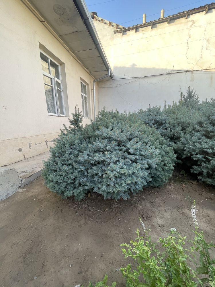 Европейские голубые ели! ОПТОМ!