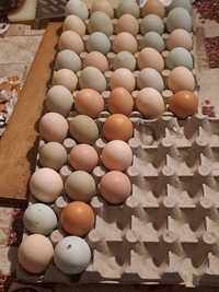 Oua pentru incubat amerucana