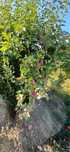 Mere de Gradina diverse soiuri