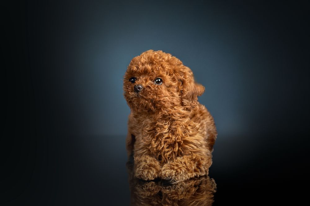 Пудел Poodle FCI pedigree