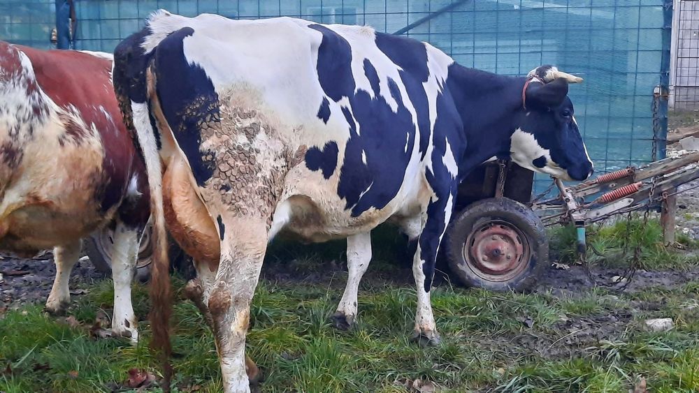 Vand vaca 20 de litri de lapte sau schimb pe masina