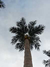 Пальма,Пальма искусственный Новый дизайн Казахстане Создают тропическ