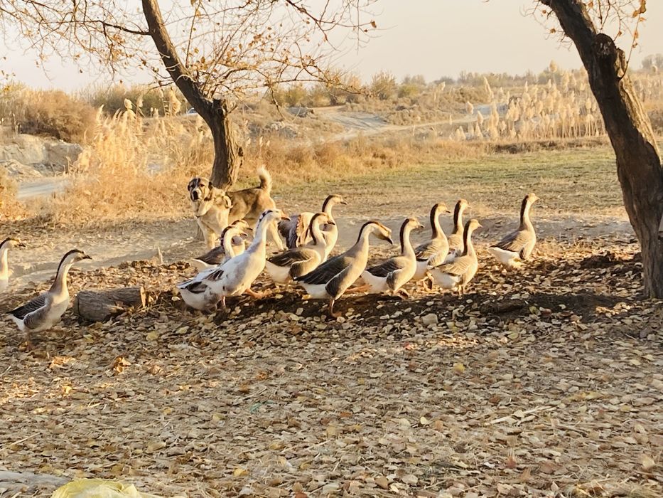 Гозлар сотилади , гузы продаются соглом