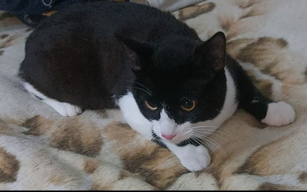 Отдадим в добрые заботливые руки