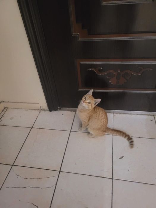 Отдам котенка мальчика рыжего