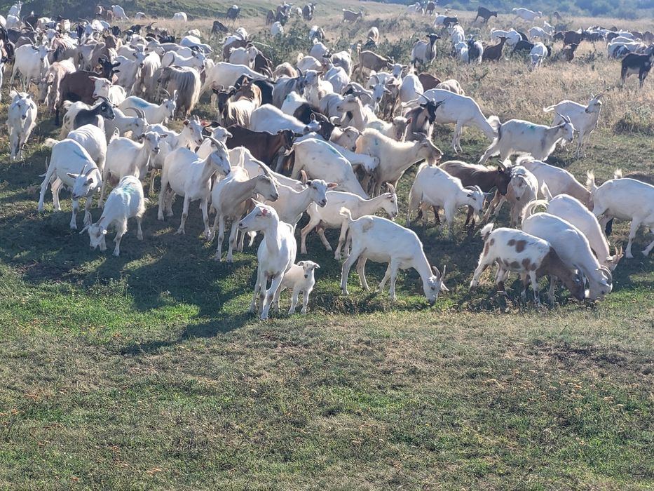Vînd capre de ținut,numai tinere