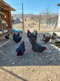 Vand familie australorp negru