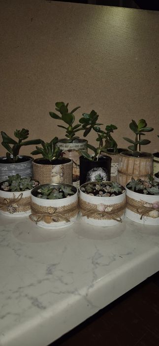 Продам цветы в оригинальных кашпо