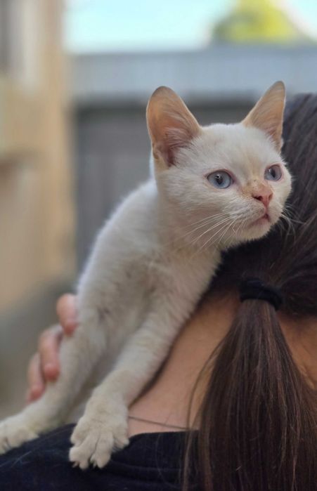 Малыш ищет дом! Тайский Ред поинт(4 месяца)