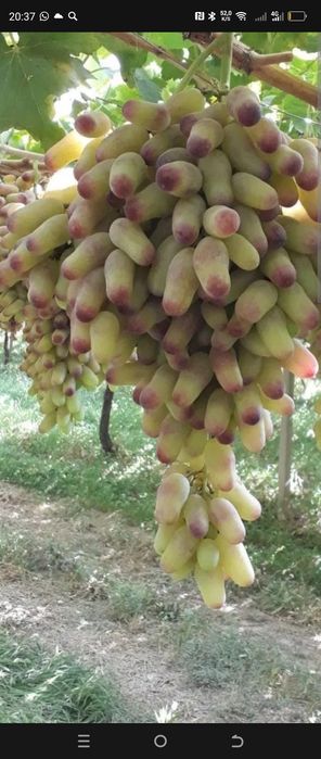 Кучатлар сотилади