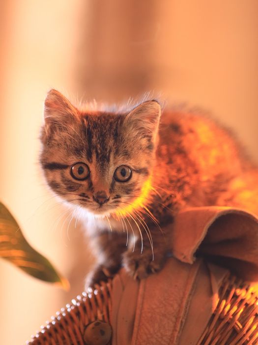 Милый,  симпотичный,  котёнок ищет любящую,  заботливую семью