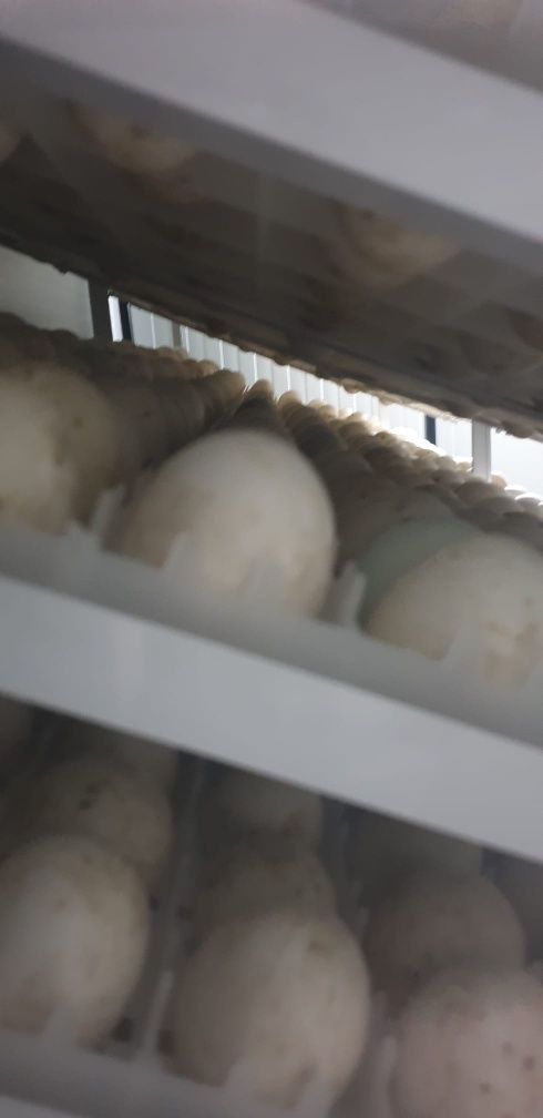 Incubator oua rață, curcă, gaina