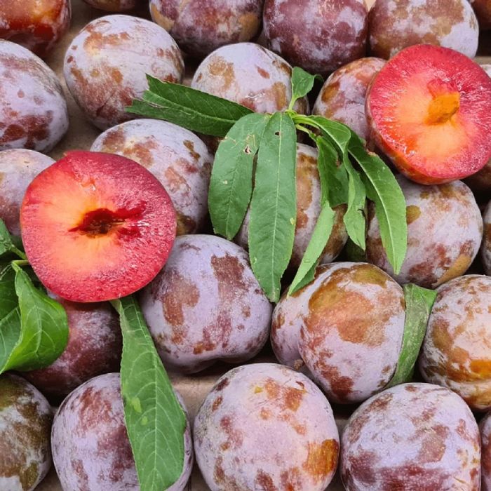 Prun (Soiul Sangue Di Drago )