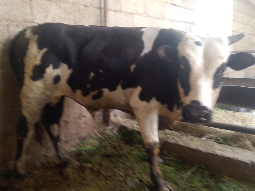 Chorva mollari sotiladi