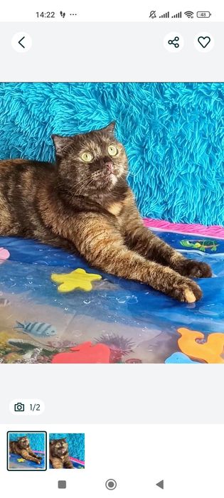 Котики и кошечки ждут любящих хозяев