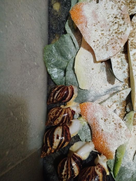 Косметологические улитки ахатины  ретикулята Альбино боди