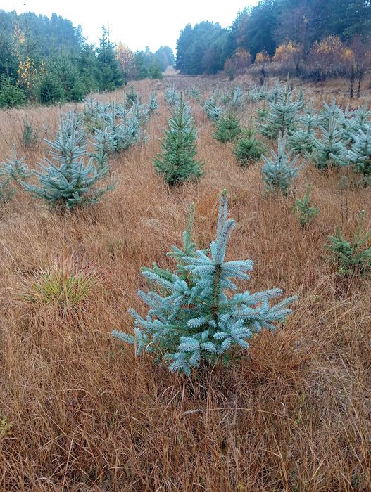 Живи Коледни ЕЛХИ