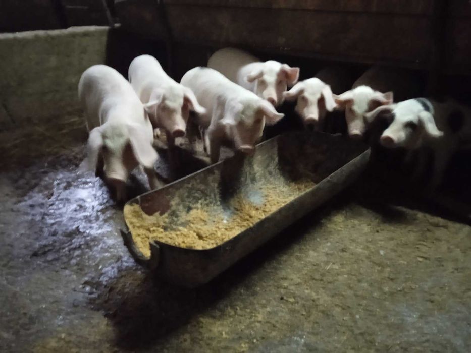 Прасенца - 3 месеца