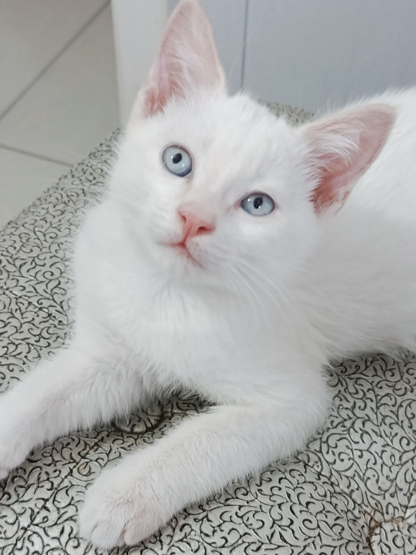 Котик милый голубые глазки