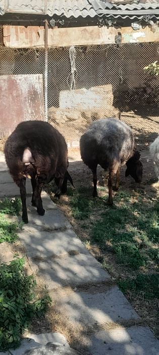 Зотли Кучкор Куйлар сотилади