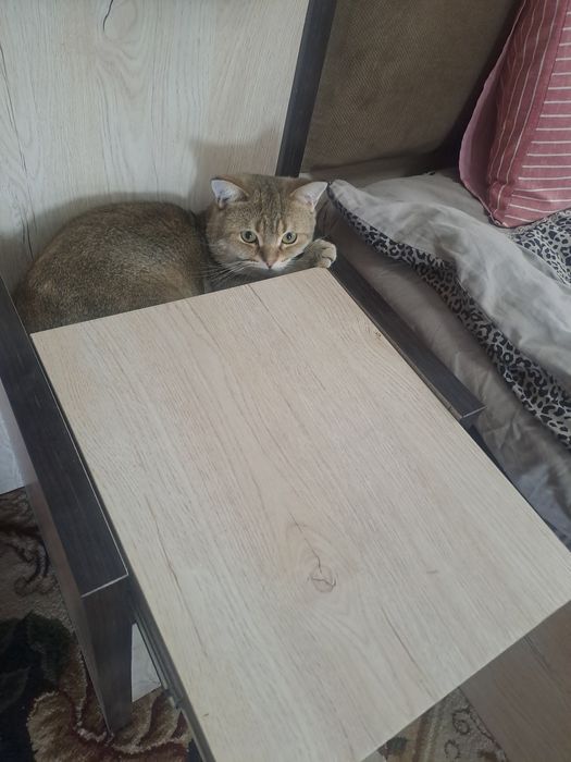 Aqilliy va toza mushuk