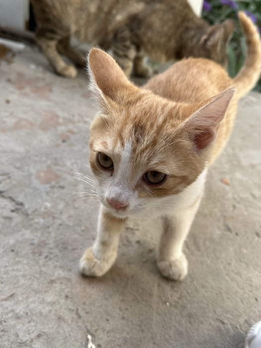 Котята рыжий и черно белый