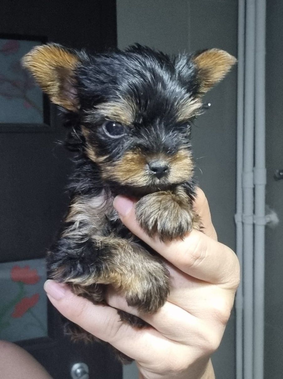 Yorkshire terrier mini toy rasa pura cu pedigree