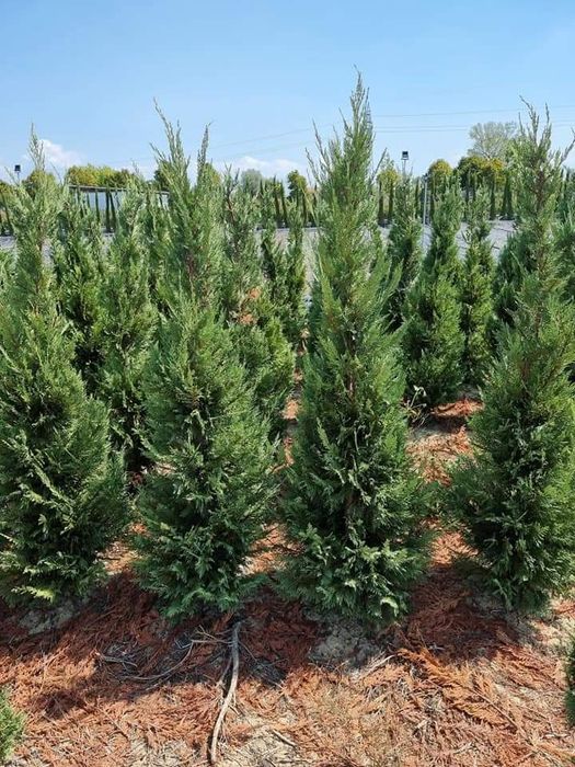 Plante ornamentale pon pon Ylex buxus glob pe tija leilandi brazi argi