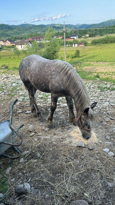 Se vinde mânz foarte frumos sur de 11 luni