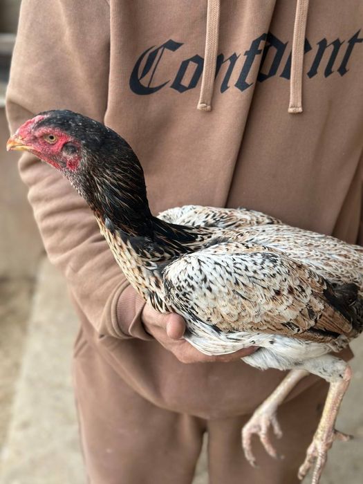 Куланги домашнее сотилади