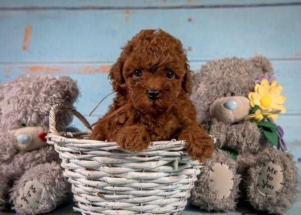 Pudel red de vanzare talie mini/transport