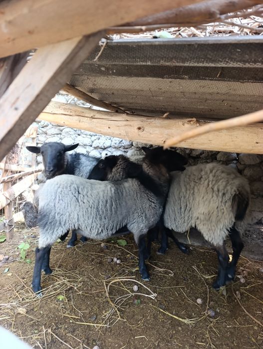 Кочкор романов котта конга