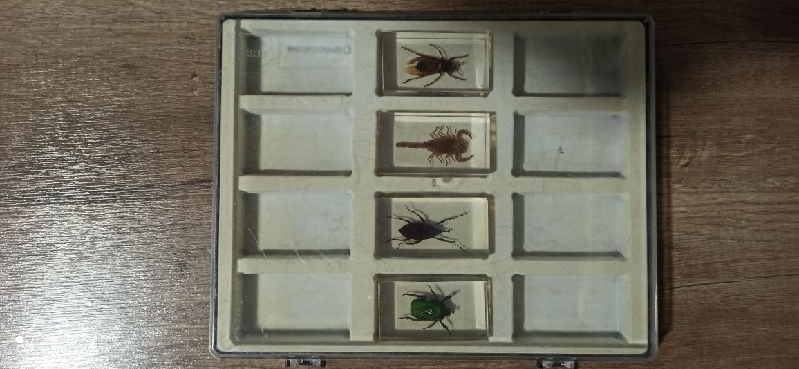 Colectia Insecte reale Deagostini, 35 insecte