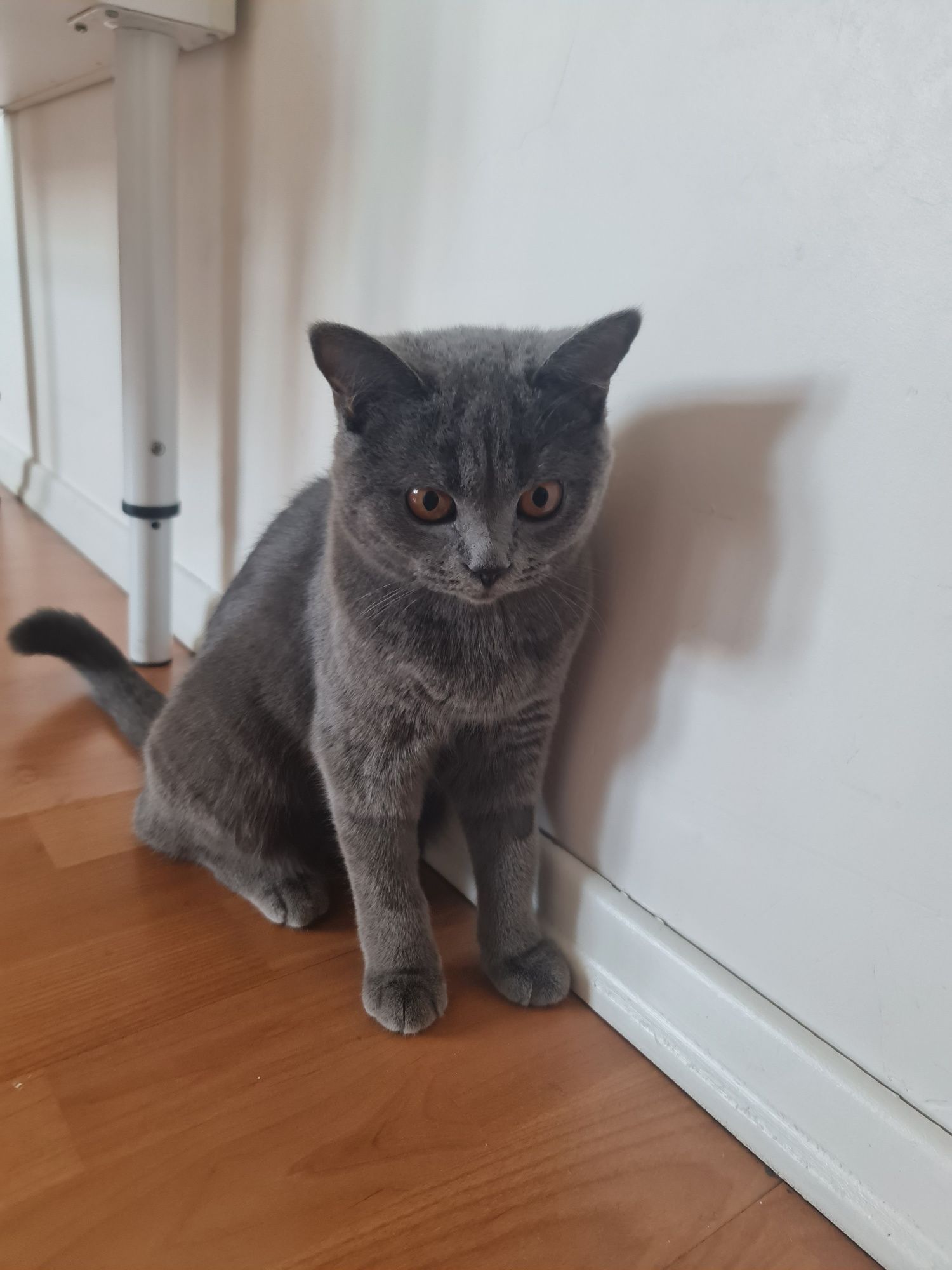 Кошка с приданым