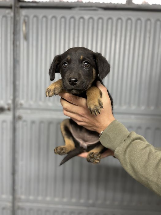 Подаряваме 3 малки женски кученца
