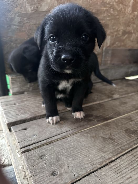 Oferim spre adopție 8 pui de căței