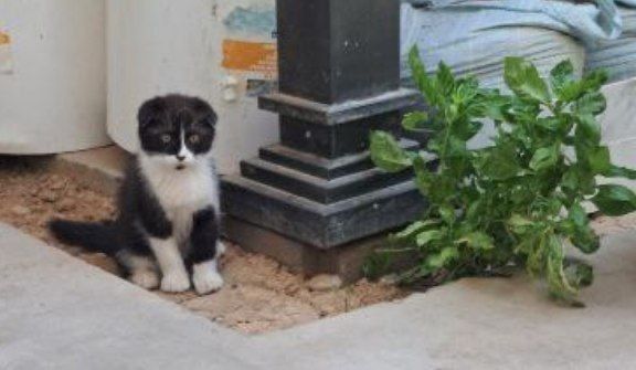 Скоттиш Фолд Кошка 3 месяца