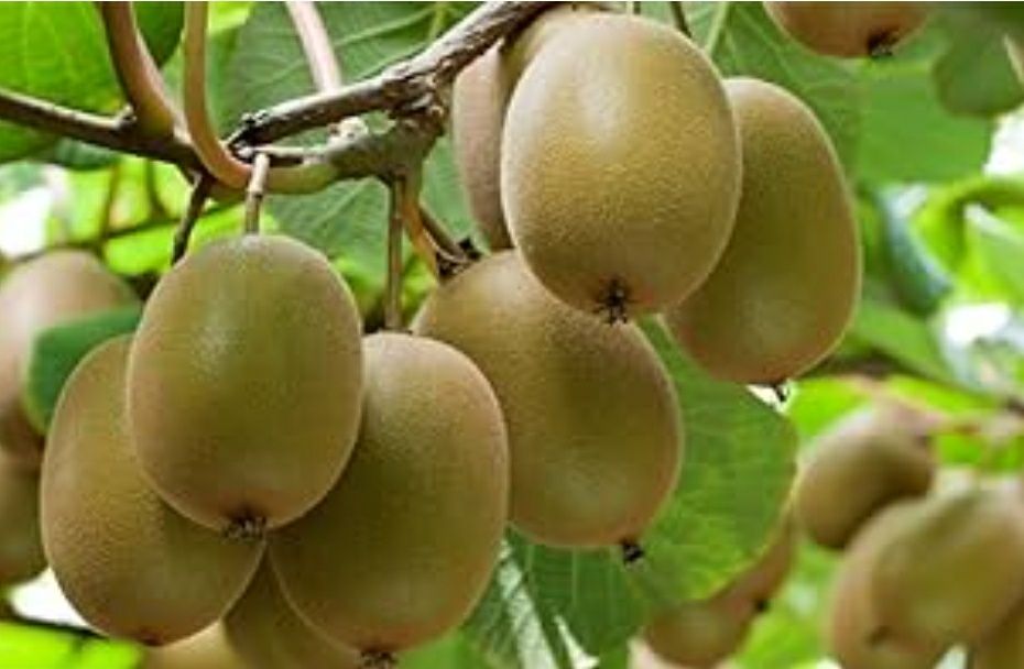 Kiwi (Soiul Gold ) Făra Puf