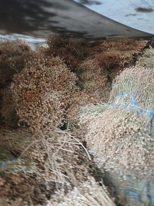 Продаётся исирик