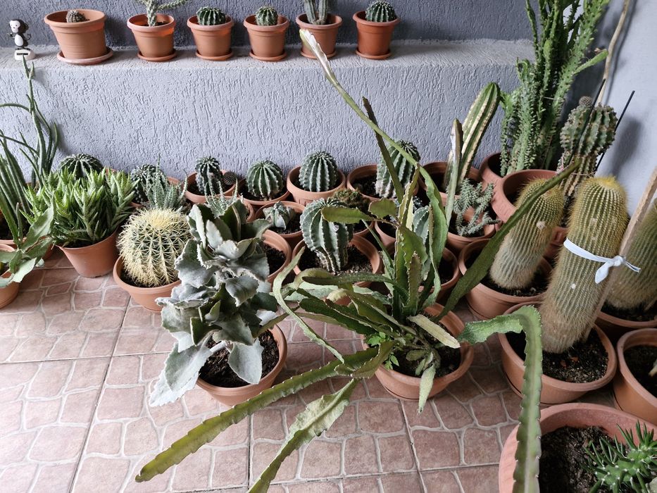 Cactusi exotici în ghiveci
