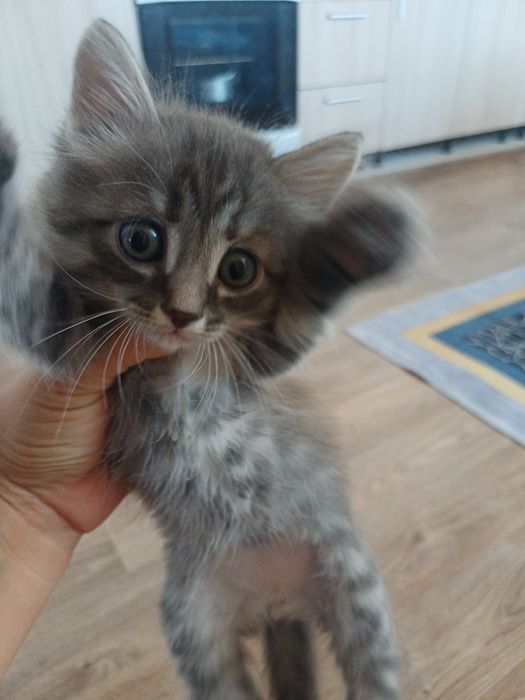 Котята бесплатно