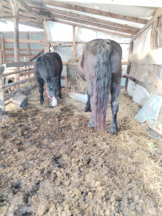 De vânzare iapa cu manz