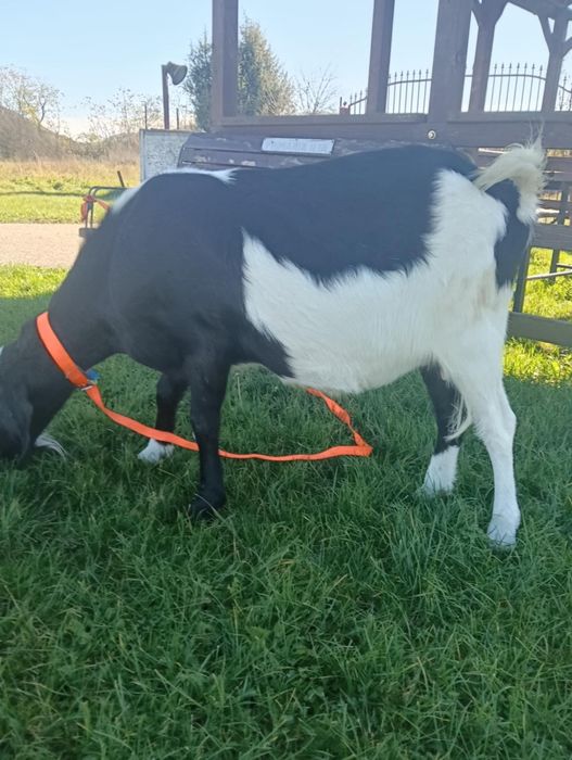 Vând sau schimb capra