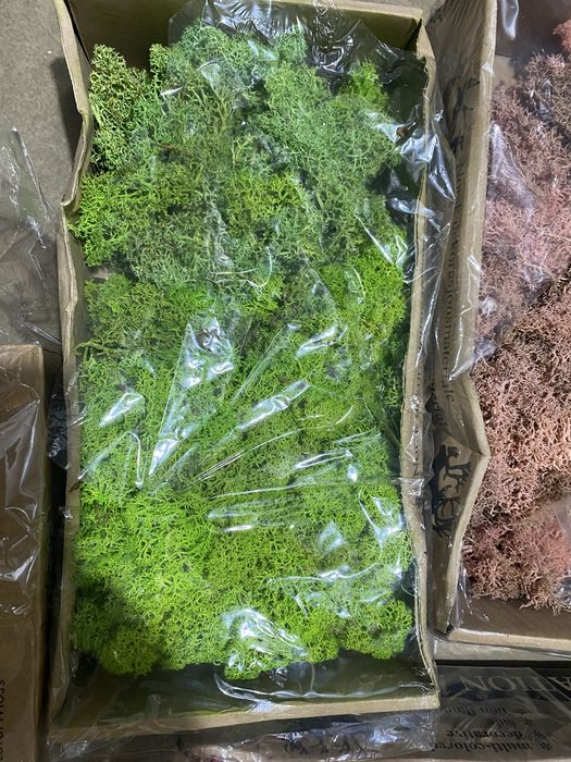 licheni si muschi naturali