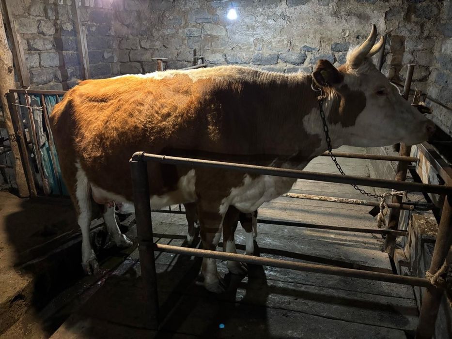 Продается корова