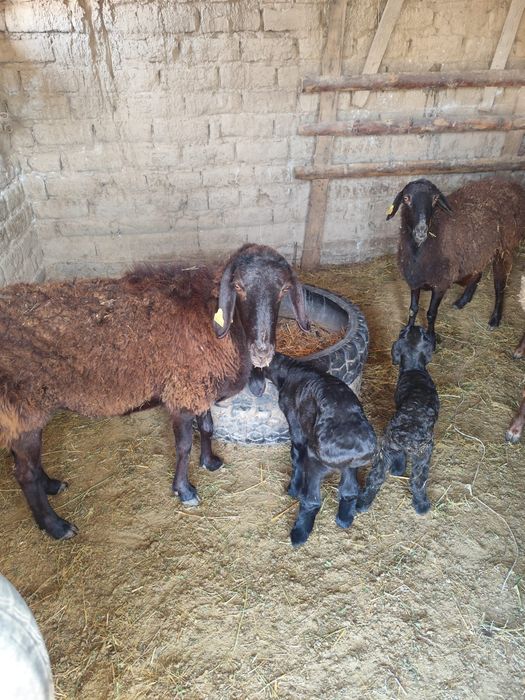 4 бас қозылы Қой сатылады