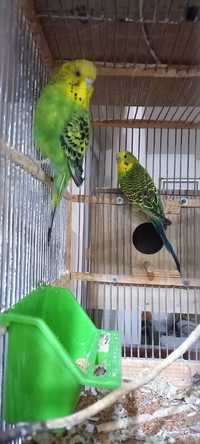 Papagali Peruși de vanzare