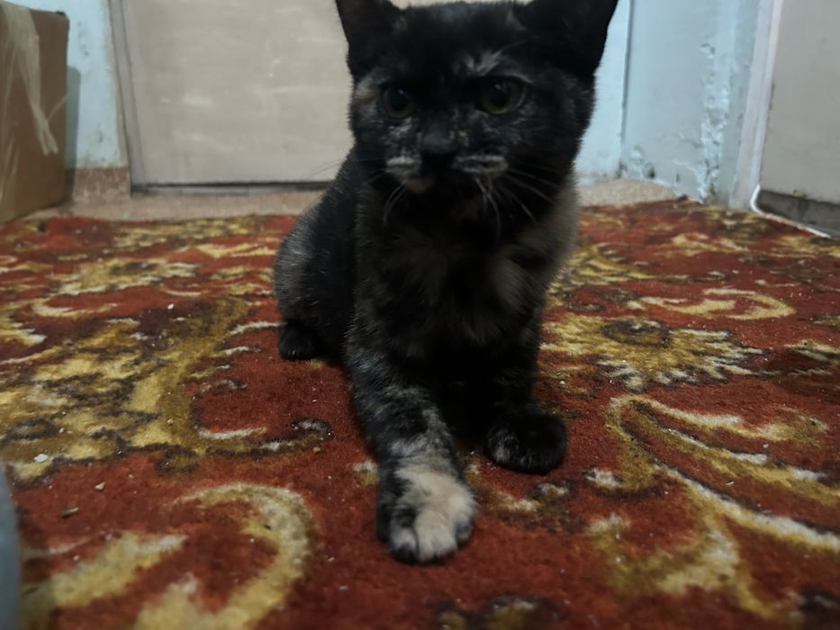 Продам котенка породистого